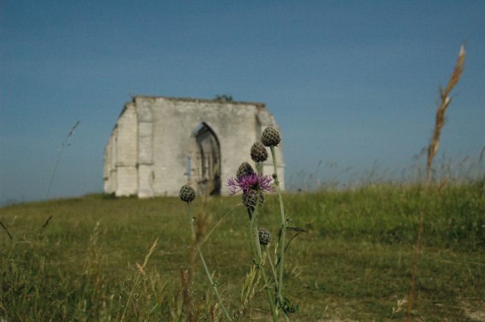 Un chardon devant une ruine d'église