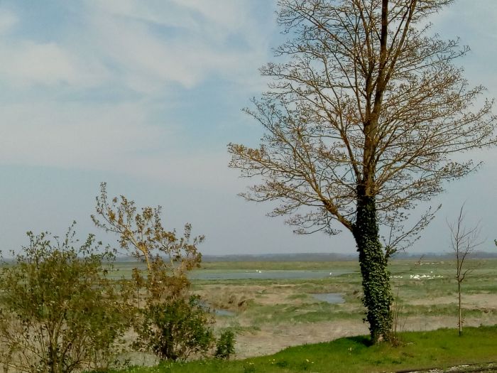 photo des mollières dans la Baie de Somme